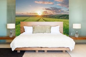 טפט קיר שדה בשקיעה
