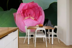 טפט קיר צילום הלוטוס הורוד.