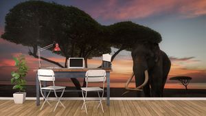 קיר צילום הפיל צעדת הפיל בשקיעה.