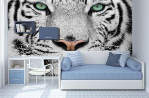 קיר עיני הטיגריס הלבן.