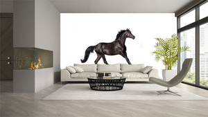 קיר צילום הסוס השחור על רקע לבן.