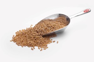 חיטה - 500 גרם