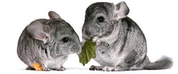 74896b5b5ed744e9bb0defe2aacf20fd