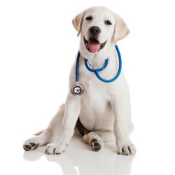 5ec24ea1ea8b5db1c8c77e12da740d94