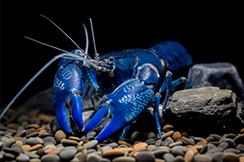 הסרטן הכחול - מכונת הסידן המשוכללת ביותר בטבע