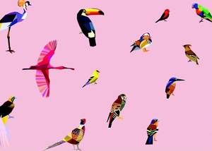 טפט מעוצב ציפורים רקע ורוד