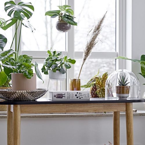 אדנית מתחברת למעמד  - לבן