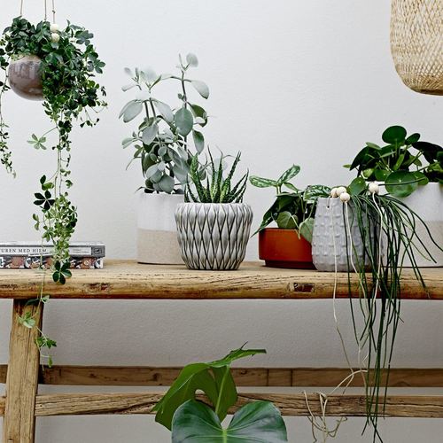 אדנית מתחברת למעמד  - אדום