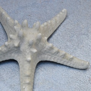 פוליאוריטן MC-10