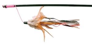 חכה לחתול בדגמים שונים