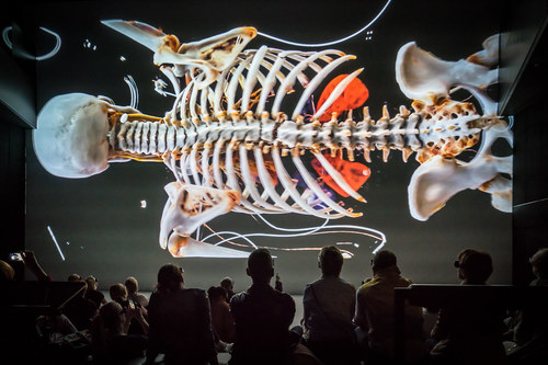 סידן: למה הוא כל כך חשוב?