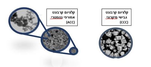 ננו חלקיקים: ההבדל בין סידן מיקרוני לסידן ננומטרי הוא הרבה יותר מגודל