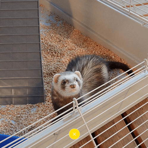 פורט טאוור FURET TOWER כלוב לחמוס / צינצילה