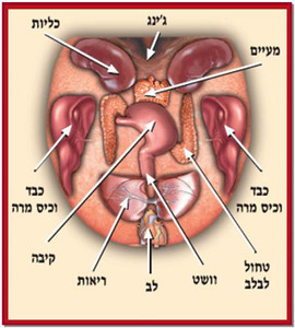 אבחון לשון לפי הרפואה הסינית הו צ'י ודה